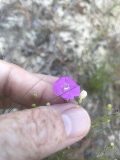 Agalinis setacea, photographed by Alan Weakley