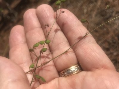 Desmodium tenuifolium, photographed by Alan Weakley
