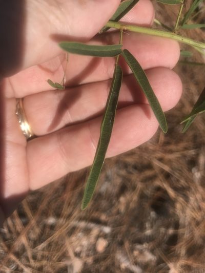 Desmodium tenuifolium, photographed by Alan Weakley