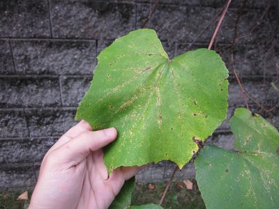 Vitis labrusca, photographed by Eric Knight