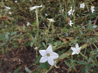 Nicotiana quadrivalvis, photographed by Amy
