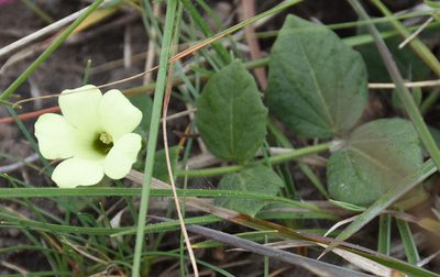 Thunbergia capensis, photographed by Andrew Gillespie