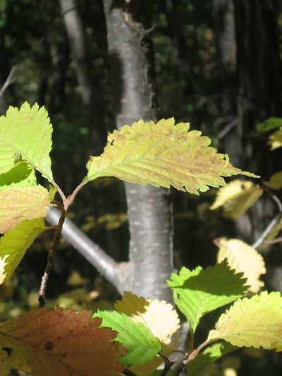 Prunus maximowiczii, photographed by Repina Tatyana