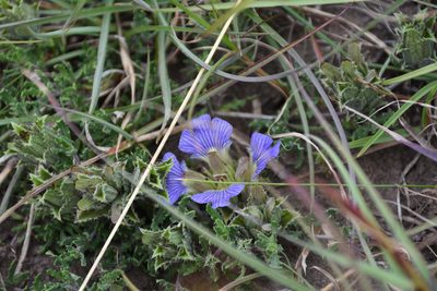 Blepharis procumbens, photographed by Andrew Gillespie