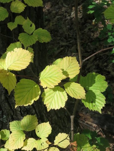 Alniaria alnifolia, photographed by Repina Tatyana