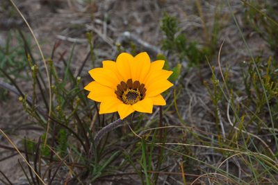 Gazania ciliaris, photographed by Andrew Gillespie