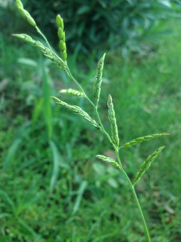 Eriochloa acuminata, photographed by Oscar C. González Martínez