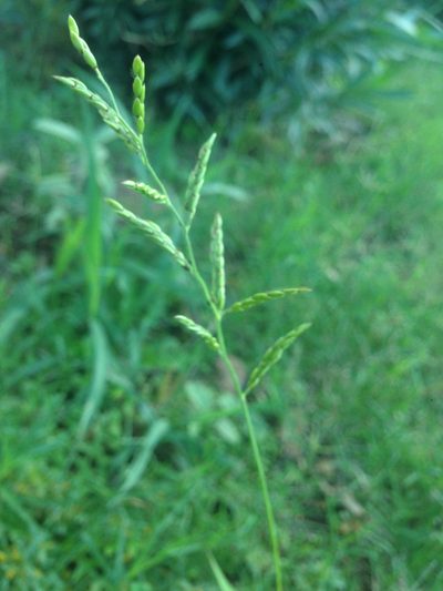 Eriochloa acuminata, photographed by Oscar C. González Martínez