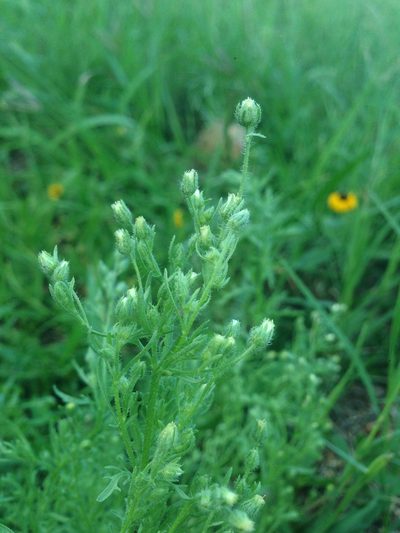 Laennecia sophiifolia, photographed by Oscar C. González Martínez