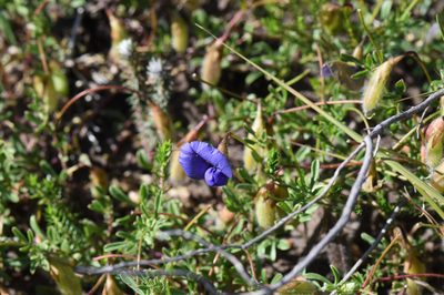 Lotononis azurea, photographed by Andrew Gillespie