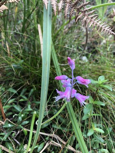 Lachenalia salteri, photographed by Sean Privett