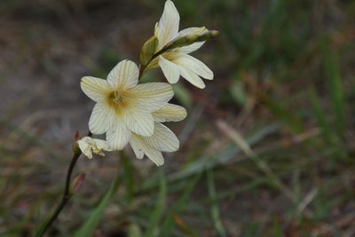 Tritonia gladiolaris, photographed by Andrew Gillespie