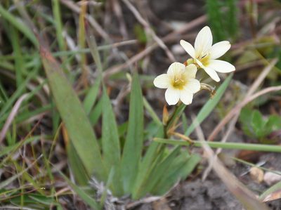 Tritonia gladiolaris, photographed by Andrew Gillespie
