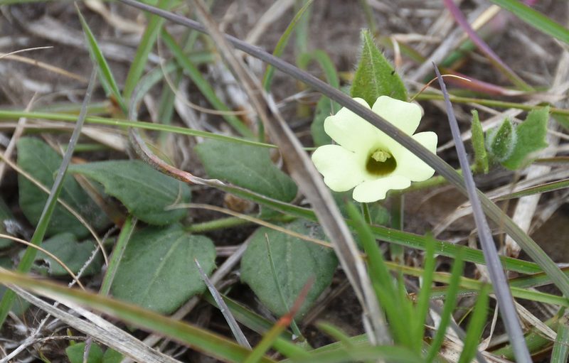 Thunbergia capensis, photographed by Andrew Gillespie