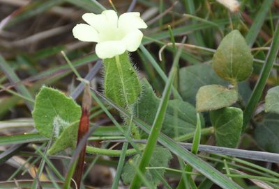 Thunbergia capensis, photographed by Andrew Gillespie