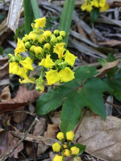 Stigmaphyllon jatrophifolium, photographed by B. Phalan