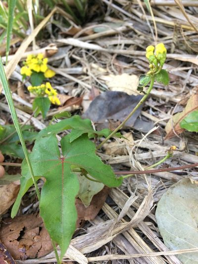 Stigmaphyllon jatrophifolium, photographed by B. Phalan