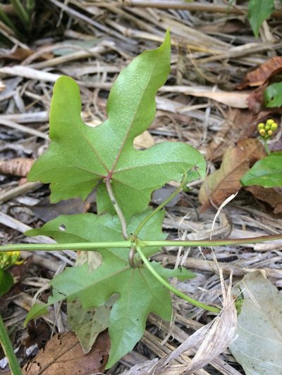 Stigmaphyllon jatrophifolium, photographed by B. Phalan