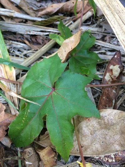Stigmaphyllon jatrophifolium, photographed by B. Phalan
