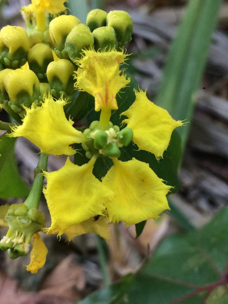 Stigmaphyllon jatrophifolium, photographed by B. Phalan