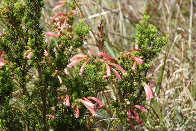 Erica glandulosa, photographed by Andrew Gillespie