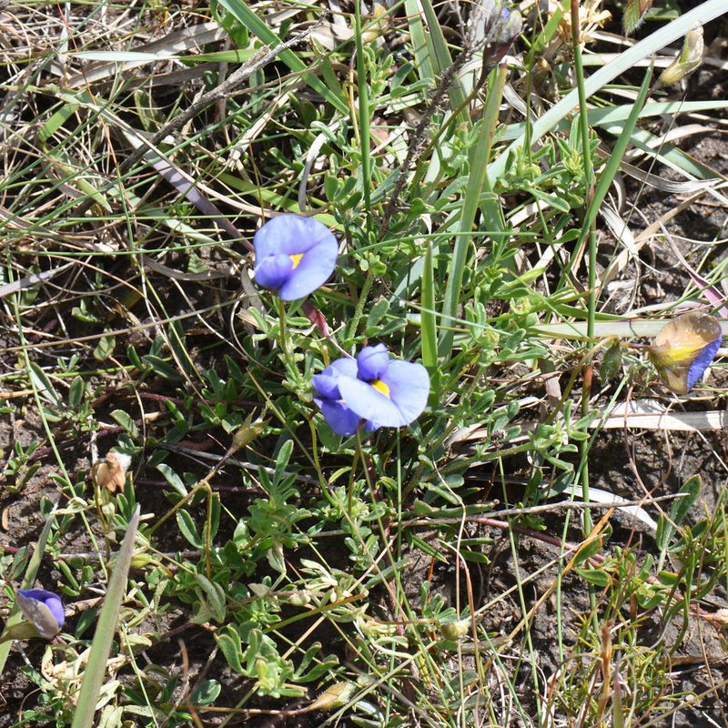 Lotononis azurea, photographed by Andrew Gillespie