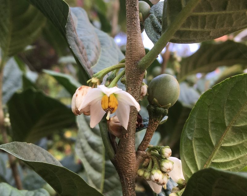 Solanum cornifolium, photographed by Andrew J. Crawford