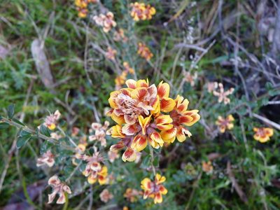 Pultenaea stricta, photographed by Simon Tonge