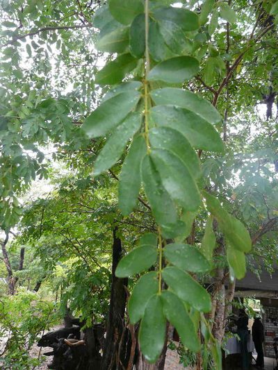Baikiaea plurijuga, photographed by Simon Tonge