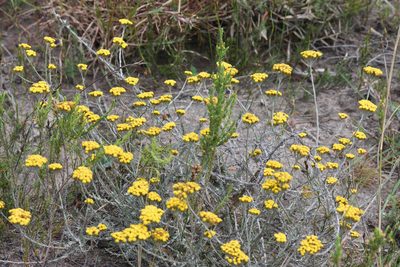 Helichrysum anomalum, photographed by Andrew Gillespie