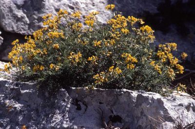 Hippocrepis balearica, photographed by Simon Tonge