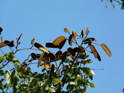 Thylacanthus globiflorus, photographed by Simon Tonge
