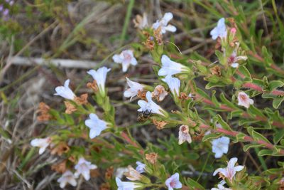 Lobostemon trigonus, photographed by Andrew Gillespie