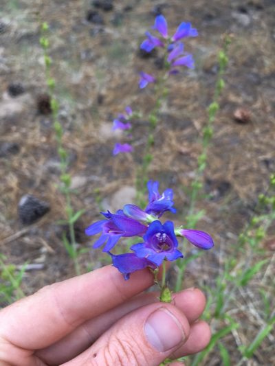 Penstemon subglaber, photographed by Martin Purdy