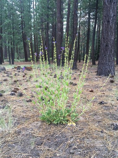 Penstemon subglaber, photographed by Martin Purdy