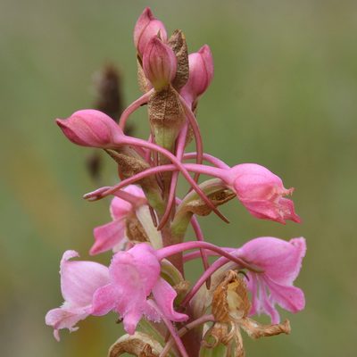 Satyrium membranaceum, photographed by Andrew Gillespie