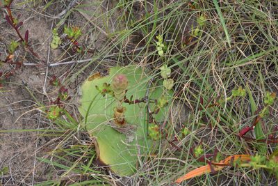 Satyrium membranaceum, photographed by Andrew Gillespie