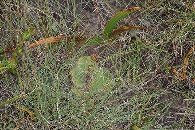 Satyrium membranaceum, photographed by Andrew Gillespie