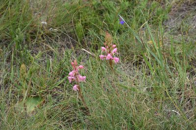 Satyrium membranaceum, photographed by Andrew Gillespie