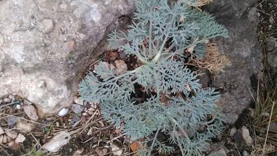 Seseli gummiferum, photographed by Михаил Орлов