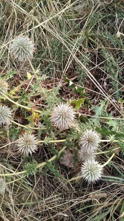 Echinops armatus, photographed by Михаил Орлов