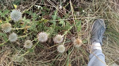 Echinops armatus, photographed by Михаил Орлов
