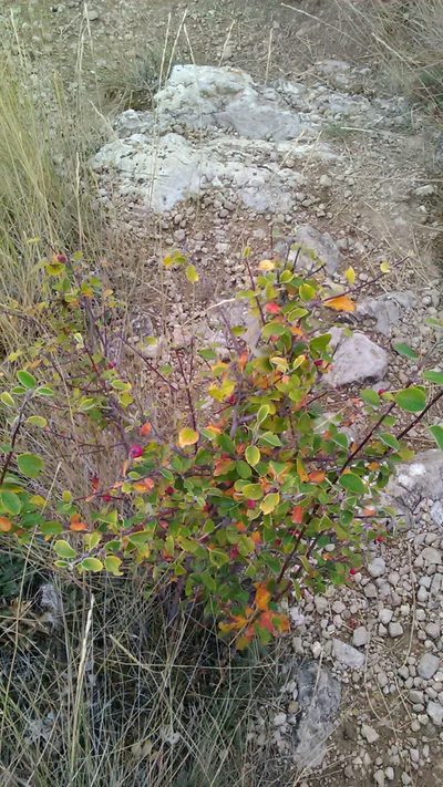Cotoneaster tauricus, photographed by Михаил Орлов