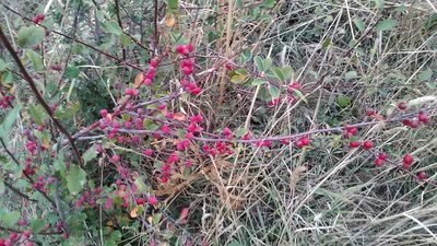 Cotoneaster tauricus, photographed by Михаил Орлов