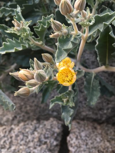 Mentzelia puberula, photographed by Matt Berger