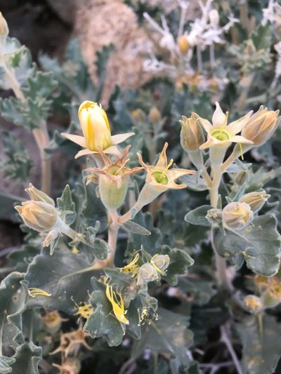 Mentzelia puberula, photographed by Matt Berger