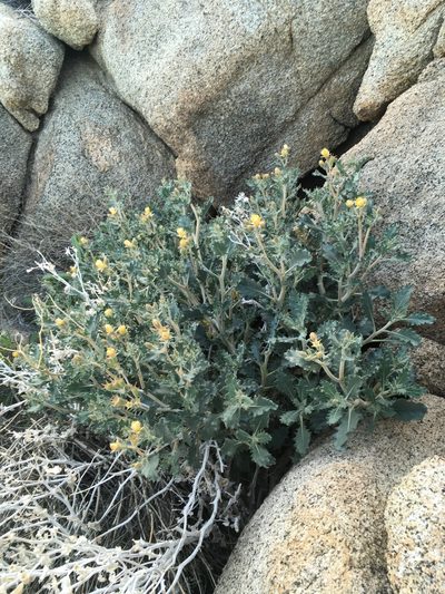 Mentzelia puberula, photographed by Matt Berger