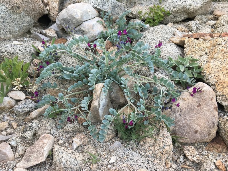 Astragalus mohavensis, photographed by Matt Berger