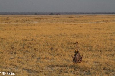 Aloe littoralis, photographed by lallen
