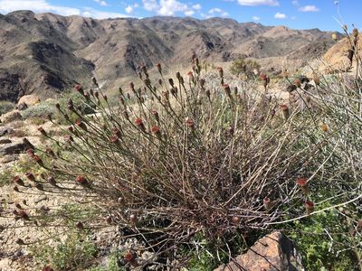 Adenophyllum porophylloides, photographed by Matt Berger